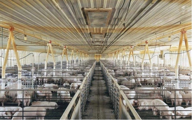 养殖时很重要工作就是河南养猪场除臭