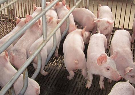 五个在进行河南养猪场除臭降碳当中需求用到的处理手法