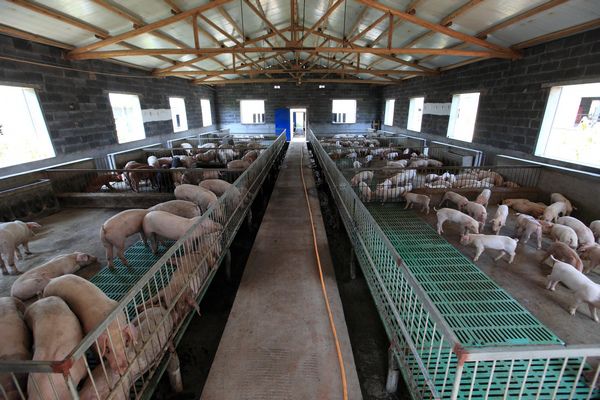 针对不同季节的气候特点，应该如何调整饲养管理和河南养猪场除臭措施？
